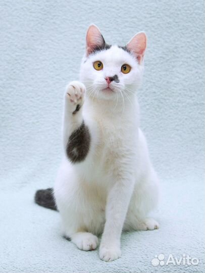 Кошка Котобан с удивительными глазами