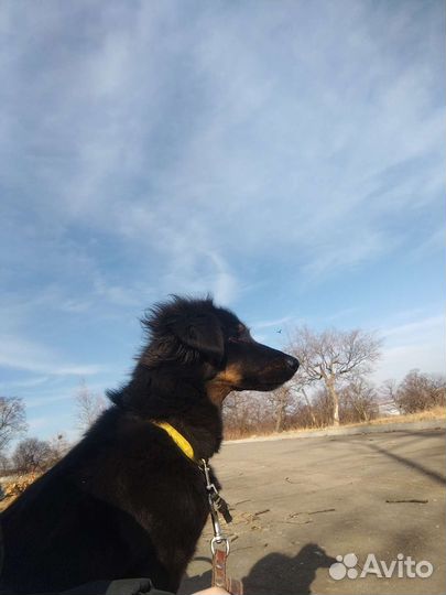 Маленькая дворняжка