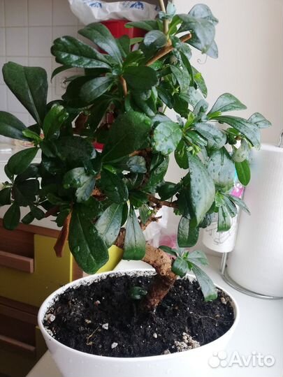 Бонсай Кармона