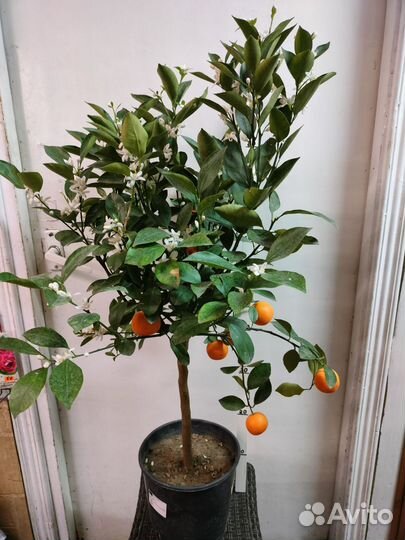 Лимоны (с крупными.), мандарины, фикусы, черенки