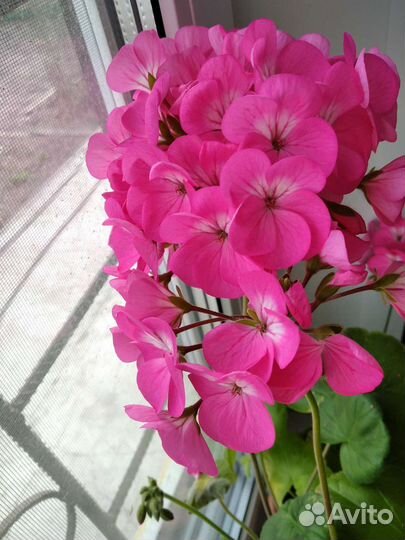 Герань,фиалки,спатифилиум(женское счастье),толстян