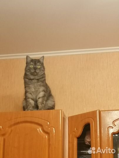 Отдам в добрые руки