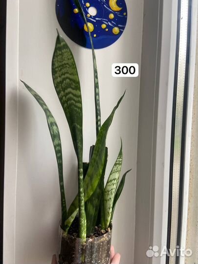 Сансевиерия. Щучий хвост. Тёщин язык