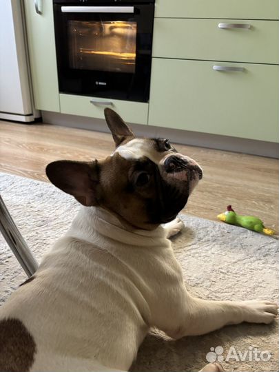 Французский бульдог с документами выставочный