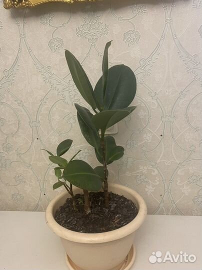 Спацифилум, хлорофитум, фикус бенджамина