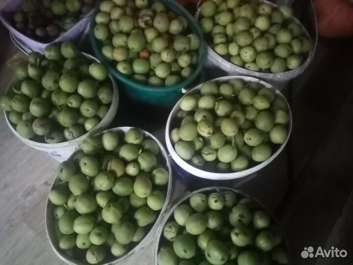 Грецкий орех саженцы