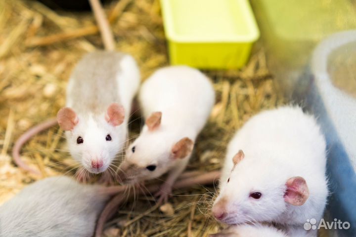 Декоративные крысы