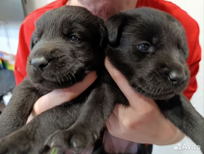 Щенки лабрадора метисы