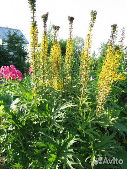 Многолетние цветы из сада