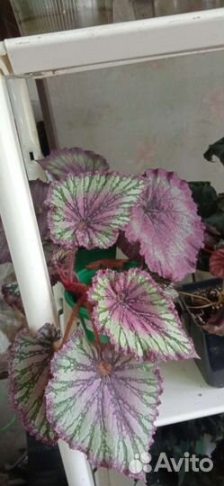 Бегонии набором