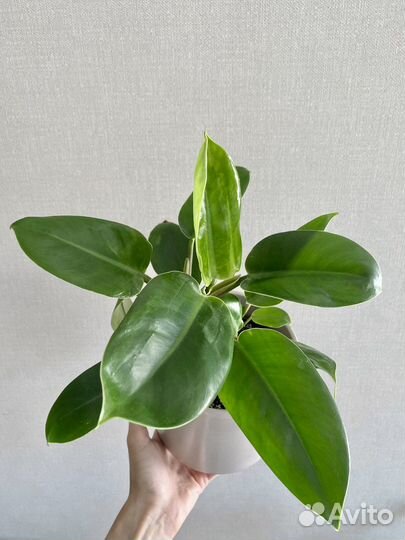 Филодендрон Imperial green