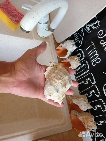 Ракушка рапана