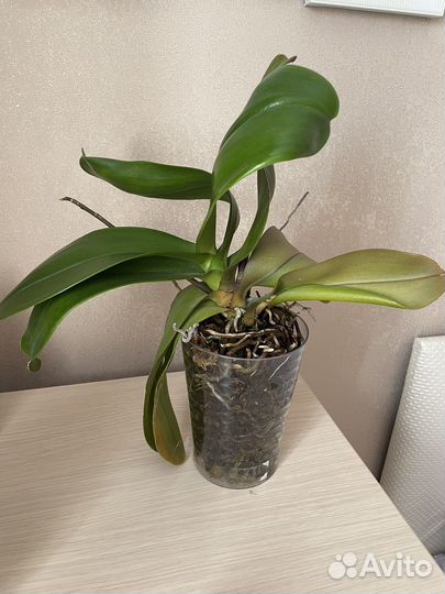 Фаленопсис surf song