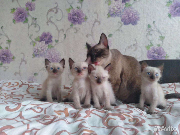 Сиамские котята