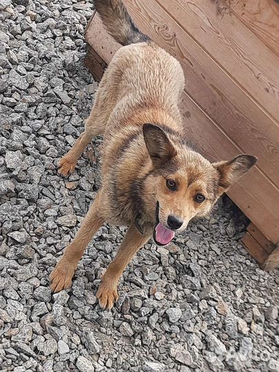 Небольшая собака в добрые руки