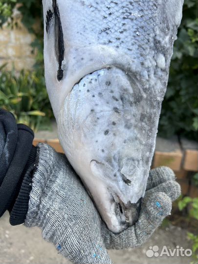 Лосось семга