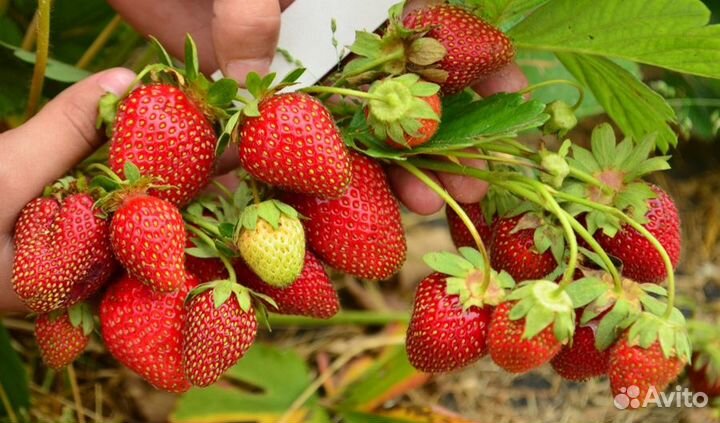 Саженцы клубники нсд(нейтрального светового дня)