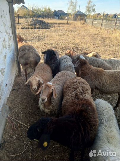 Овцы бараны ягнята