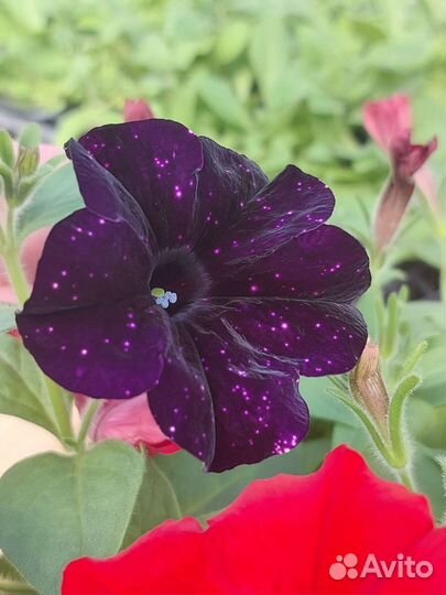 Пеларгония герань