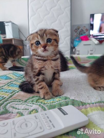 Продаются красивые вислоухие котята