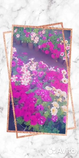 Рассада цветов мелкий опт, розница