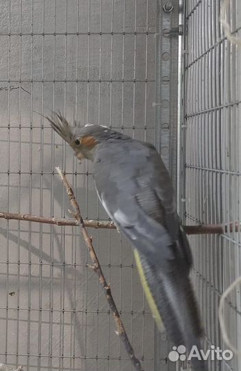 Продам попугая Корелла