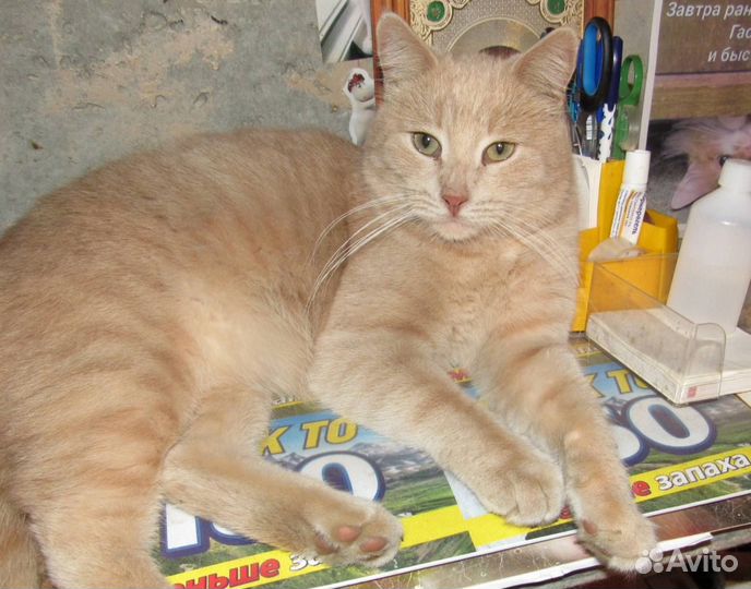 Кот
