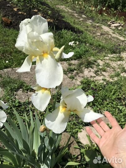 Ирис клубни