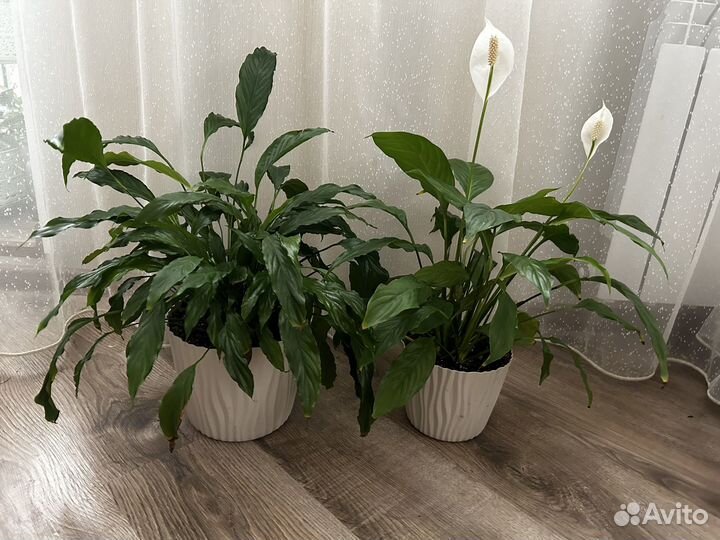 Спатифиллум