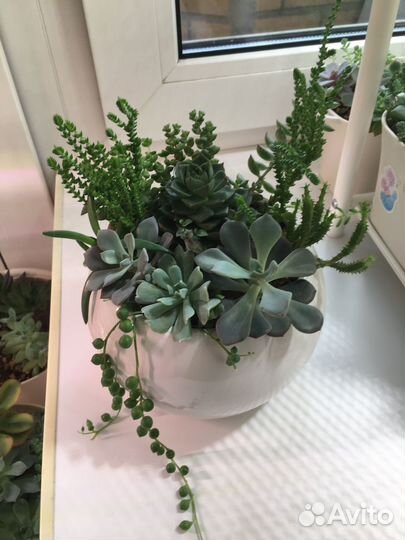 Суккуленты