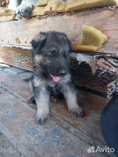 Продам щенков вео