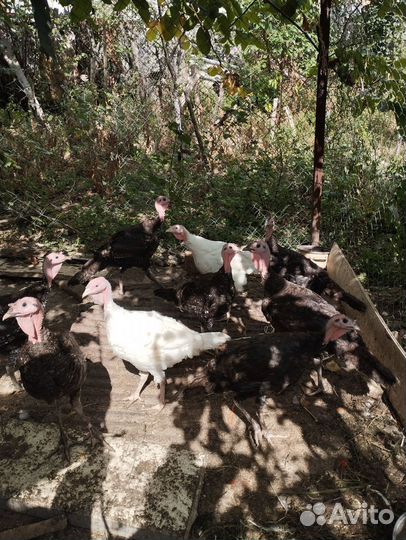 Индюки на племя