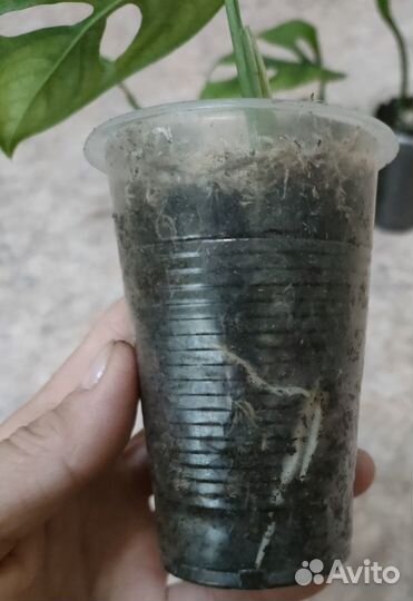 Монстера манки маск