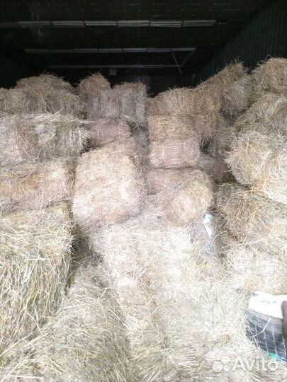 Сено луговое полевое,зелёное