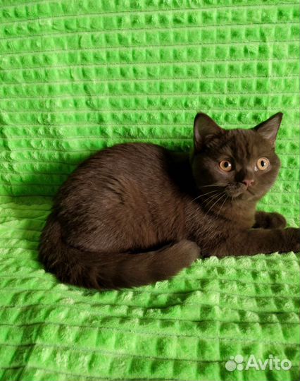 Британчики