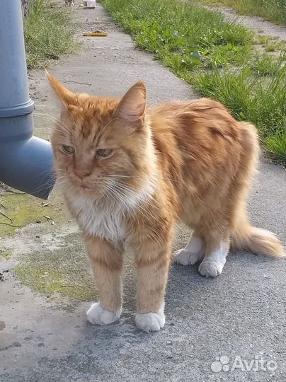 Рыжий котик