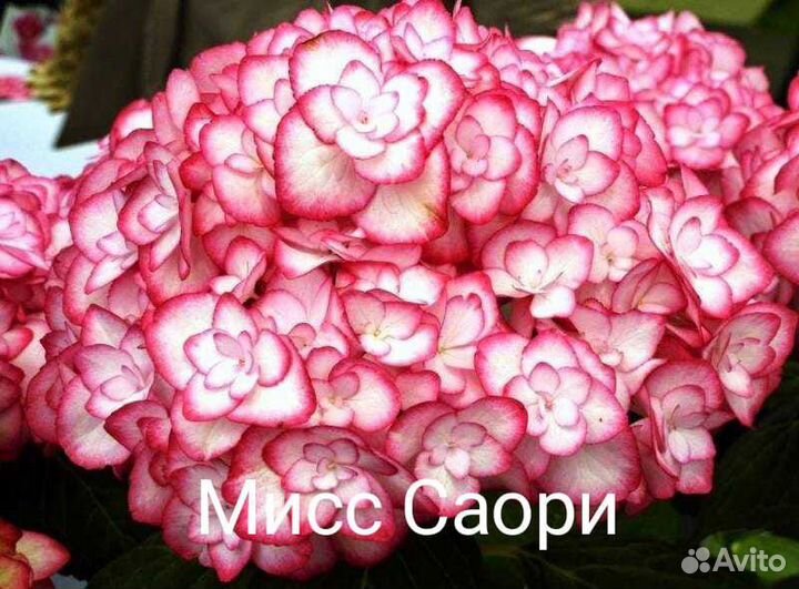 Гортензия крупнолистная саженцы