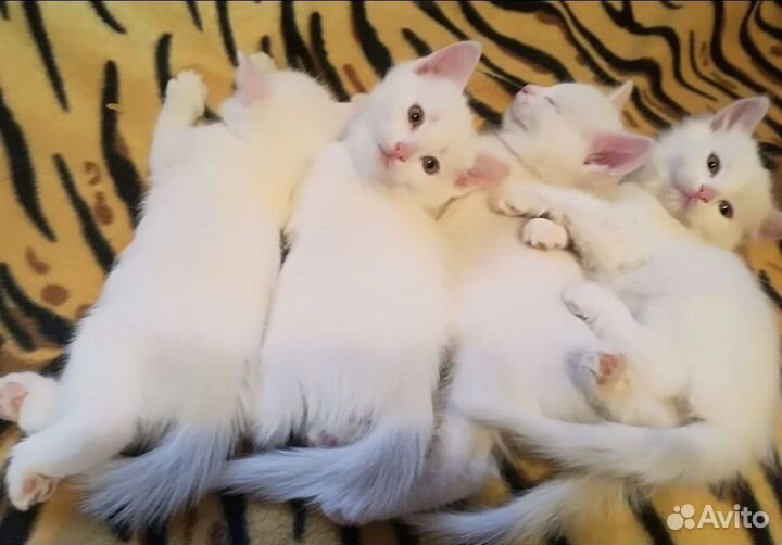 Котята белые