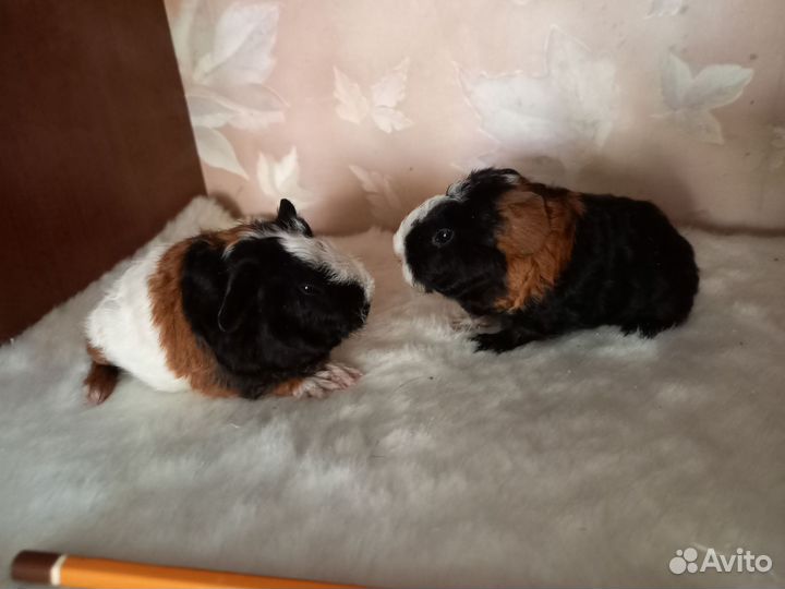 Морская свинка