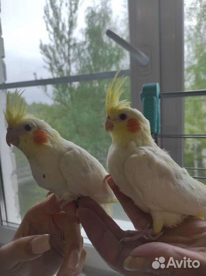 Ручные птенцы Кореллы