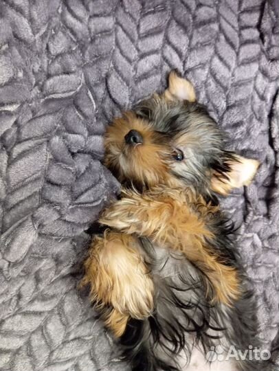 Йоркширский терьер девочка
