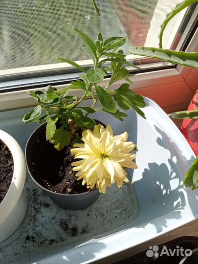 Хризантема кустовая саженцы