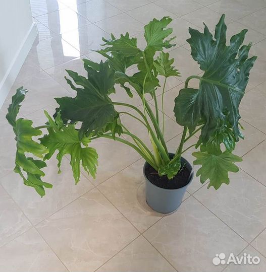 Комнатное растение - Филодендрон Хоуп