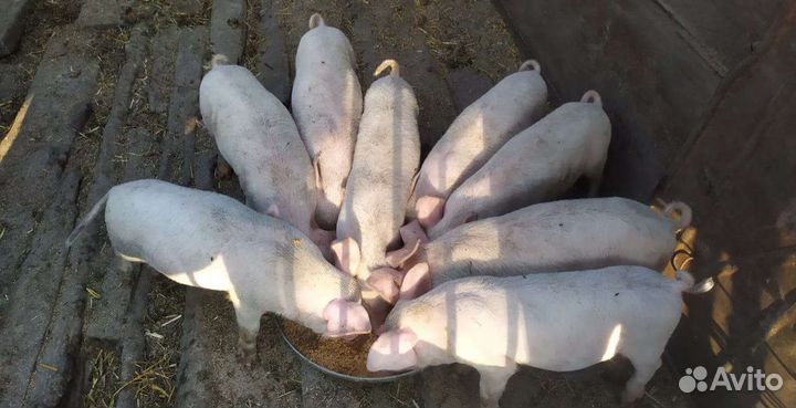 Поросята Ландрас 40 дней