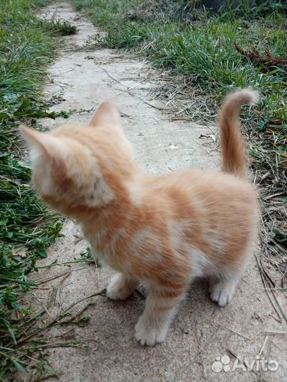 Котята отдам бесплатно