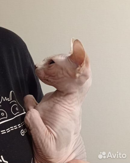 Донской сфинкс котята