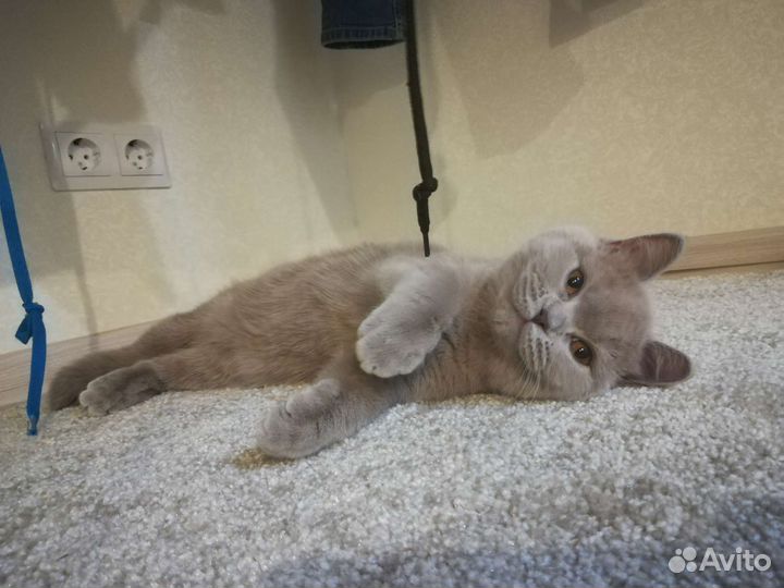 Британская лиловая кошечка
