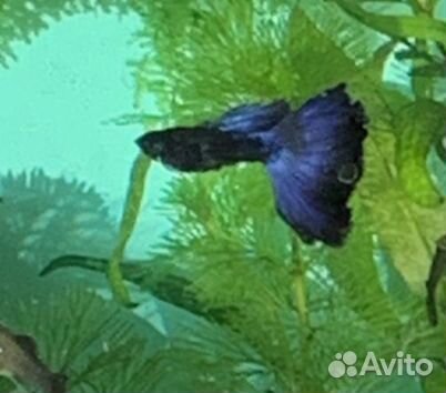Аквариумные рыбки гуппи московский темно-синий
