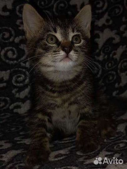 Кошка в дар