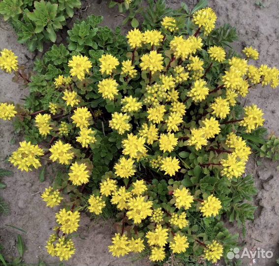 Почвопокровное растение очиток Суккуленты